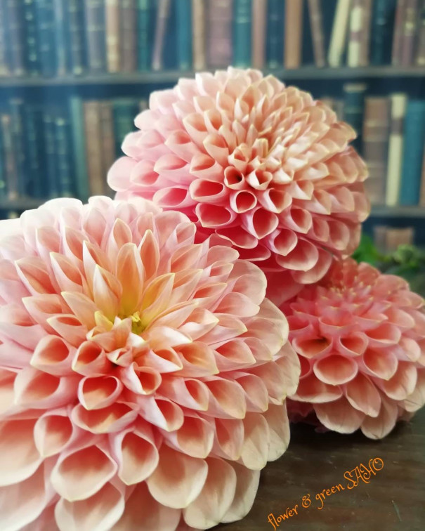 豪華！濃い紫ダリアのフラワーピン 振り分け ♡ 16本