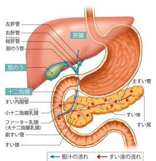 ごはんの行方 その4 十二指腸の役割 極楽寺クリニック