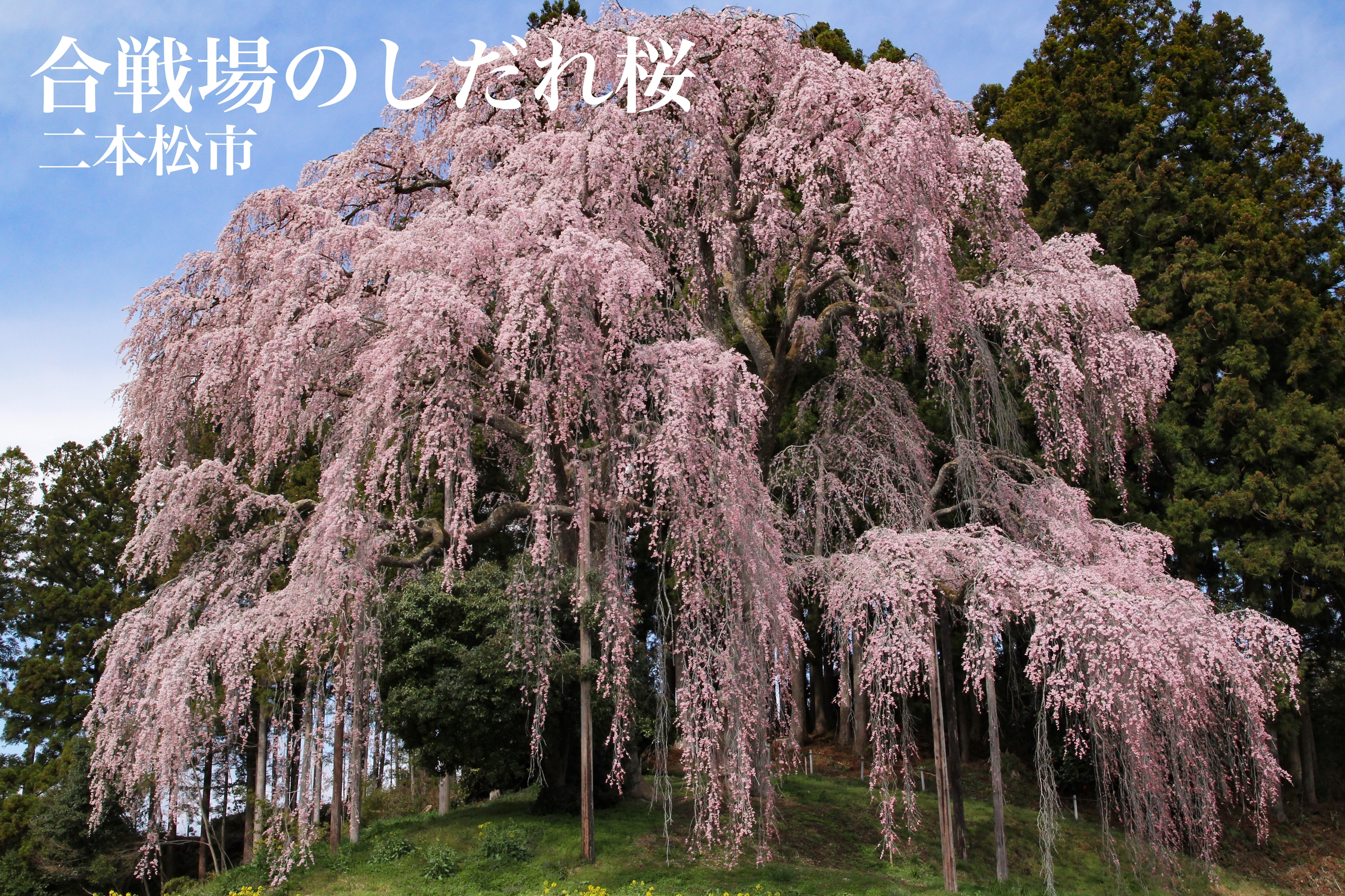 二本松市 合戦場のしだれ桜 福島県の桜