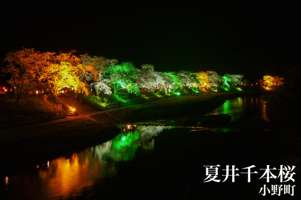 小野町 夏井千本桜 福島県の桜