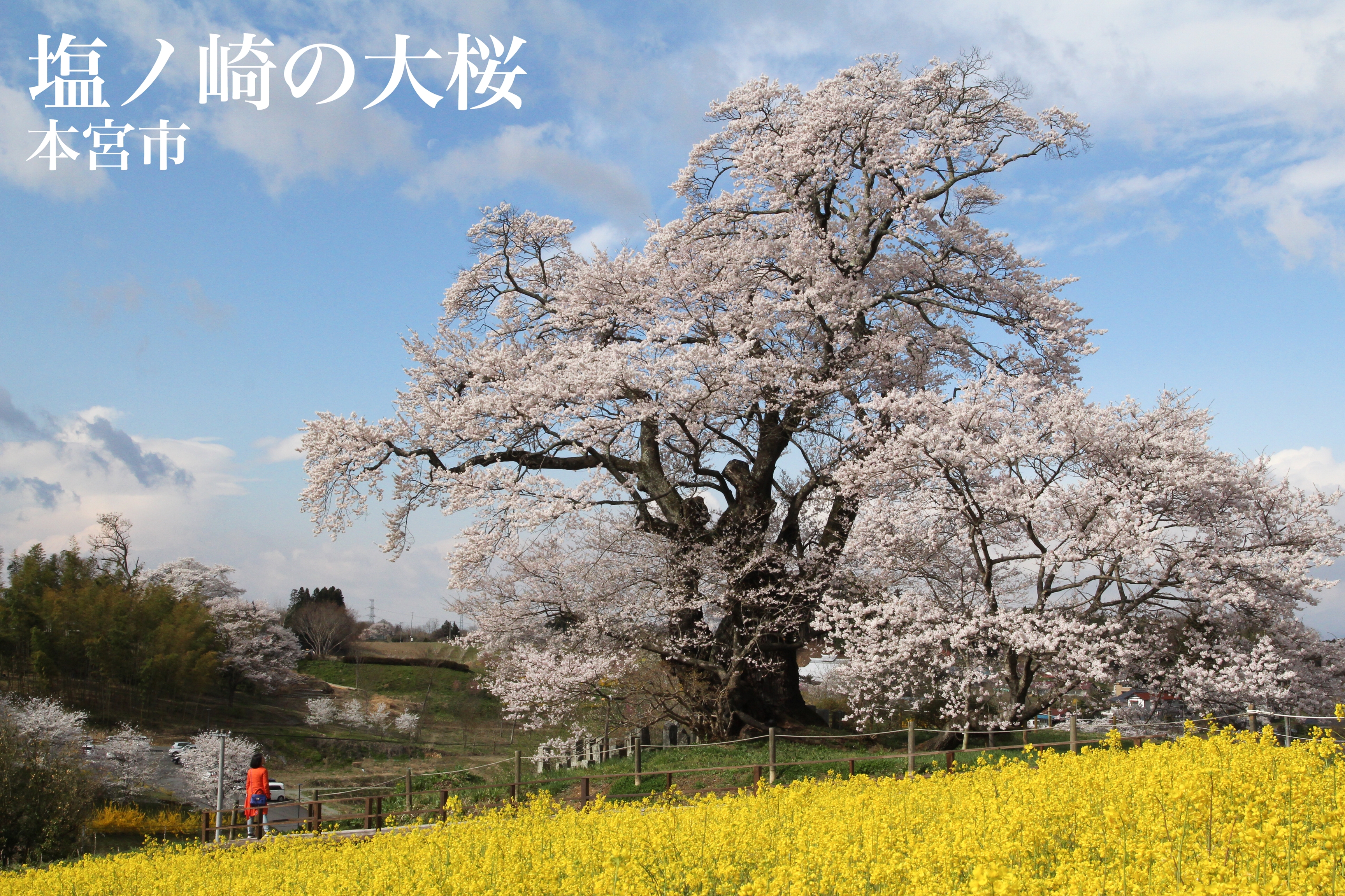 本宮市 塩ノ崎の大桜 福島県の桜