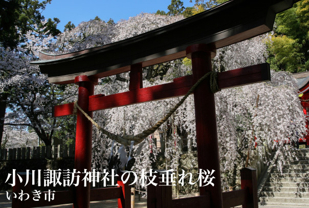 いわき市 小川諏訪神社の枝垂れ桜 福島県の桜