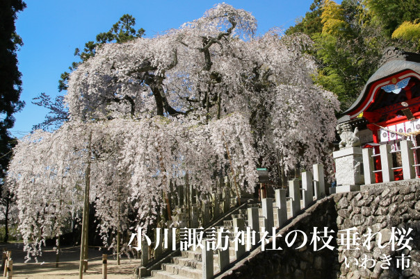 いわき市 小川諏訪神社の枝垂れ桜 福島県の桜 いわき市 小川諏訪神社の枝垂れ桜 福島県の桜