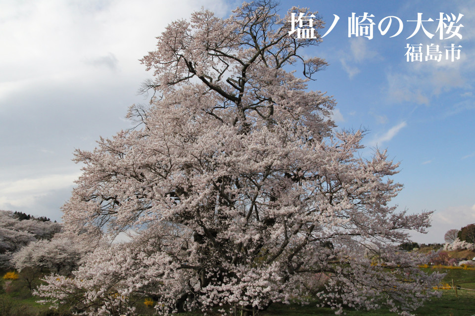 本宮市 塩ノ崎の大桜 福島県の桜 本宮市 塩ノ崎の大桜 福島県の桜