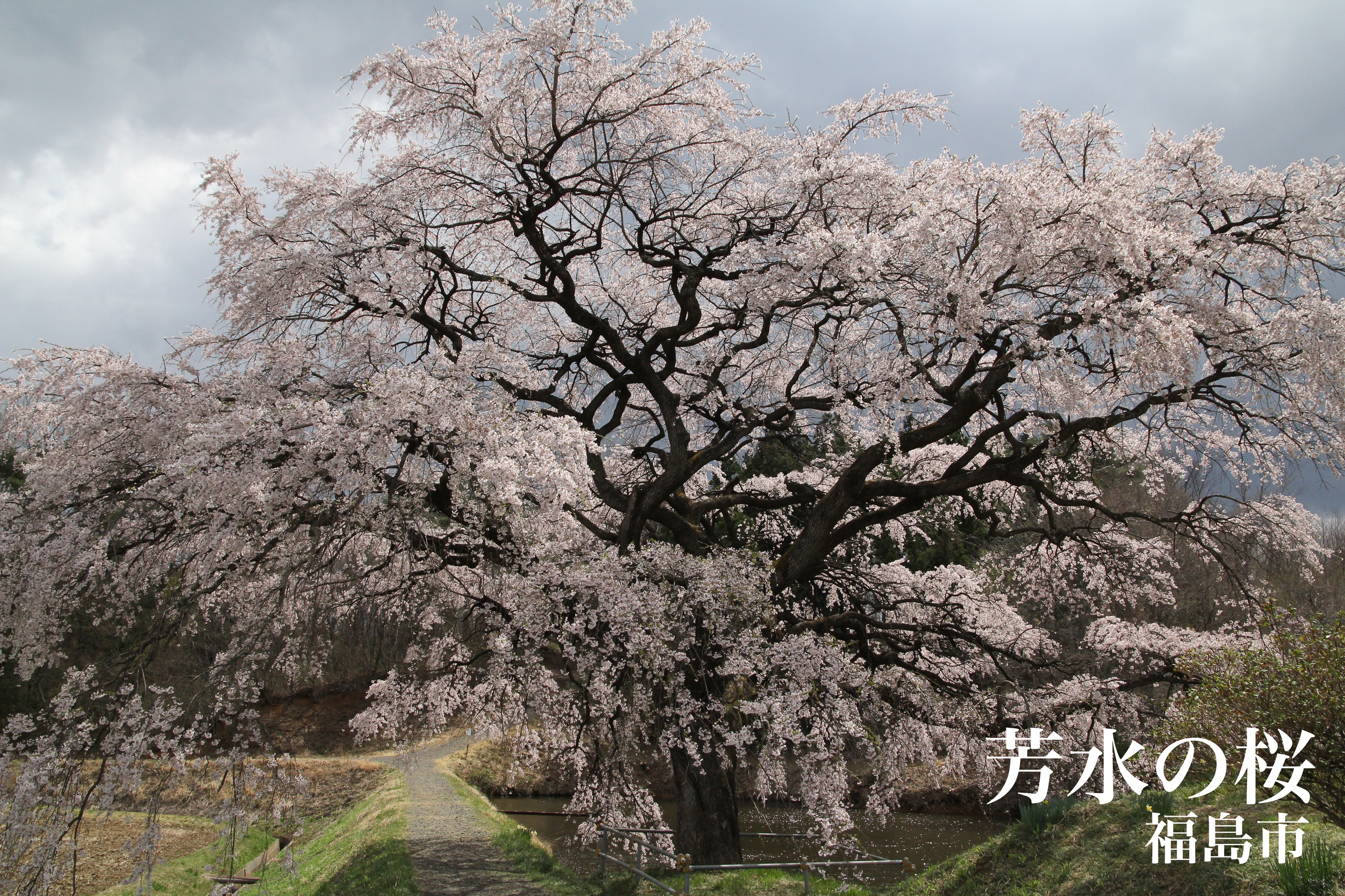 福島市 芳水の桜 福島県の桜