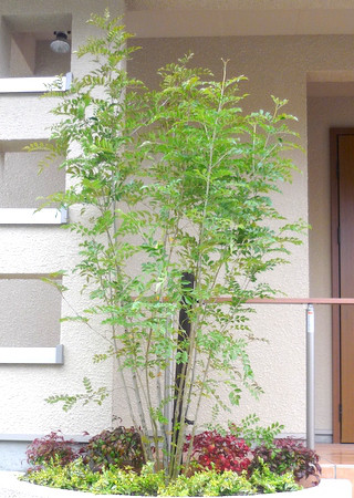 常緑高木といったらこれ Forest Garden 常緑高木といったらこれ Forest Garden