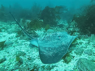 エイの仲間 千葉のダイビングポイントで見られる水中生物 かめはうす 千葉県勝浦市でダイビング シュノーケルを楽しめるスキューバダイビングショップ