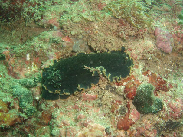 クロシタナシウミウシ科の仲間 千葉のダイビングポイントで見られる水中生物 かめはうす 千葉県勝浦市でダイビング シュノーケリングを楽しめるスキューバダイビングショップ