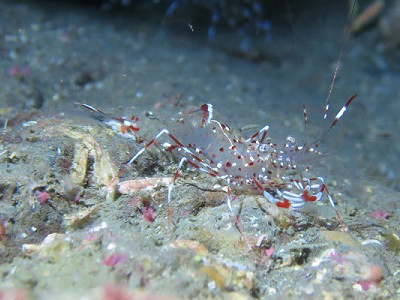 テナガエビ科の仲間１ 千葉のダイビングポイントで見られる水中生物 かめはうす 千葉県勝浦市でダイビング シュノーケリングを楽しめるスキューバダイビングショップ