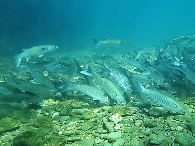 ボラ目 ダツ目 キンメダイ目 マトウダイ目の仲間 千葉のダイビングポイントで見られる水中生物 かめはうす 千葉県勝浦市でダイビング シュノーケルを楽しめるスキューバダイビングショップ