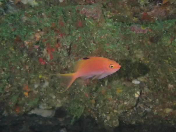 ハナダイ ハタの仲間 千葉のダイビングポイントで見られる水中生物 かめはうす 千葉県勝浦市でダイビング シュノーケルを楽しめるスキューバダイビングショップ