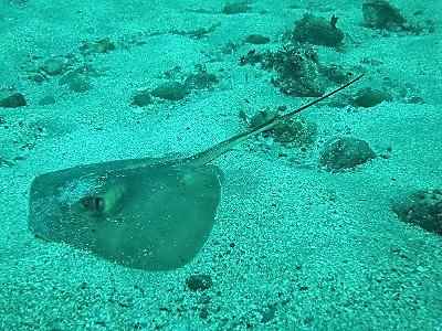 エイの仲間 千葉のダイビングポイントで見られる水中生物 かめはうす 千葉県勝浦市でダイビング シュノーケルを楽しめるスキューバダイビングショップ