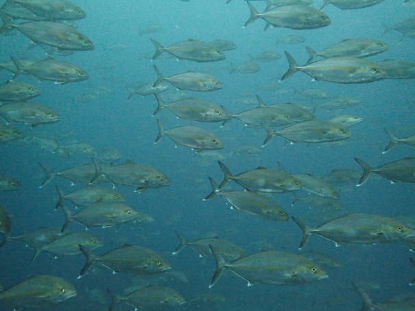 アジの仲間 千葉のダイビングポイントで見られる水中生物 かめはうす 千葉県勝浦市でダイビング シュノーケルを楽しめるスキューバダイビングショップ