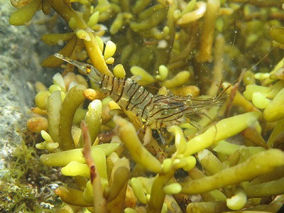 テナガエビ科の仲間１ 千葉のダイビングポイントで見られる水中生物 千葉 県勝浦市でダイビング シュノーケリングを楽しめるスキューバダイビングショップ かめはうす