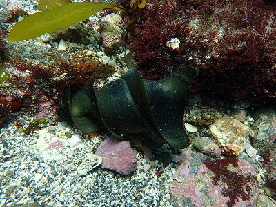 サメの仲間 千葉のダイビングポイントで見られる水中生物 かめはうす 千葉県勝浦市でダイビング シュノーケルを楽しめるスキューバダイビングショップ