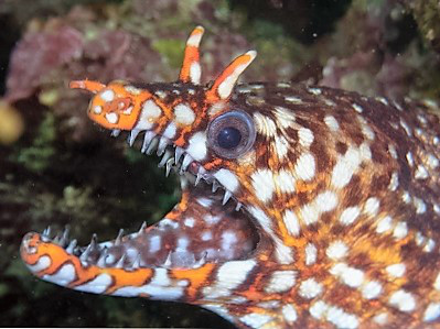 ウツボ アナゴの仲間 千葉のダイビングポイントで見られる水中生物 かめはうす 千葉県勝浦市でダイビング シュノーケルを楽しめるスキューバダイビングショップ