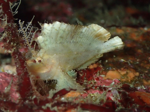 カサゴの仲間２ 千葉のダイビングポイントで見られる水中生物 かめはうす 千葉県勝浦市でダイビング シュノーケルを楽しめるスキューバダイビングショップ