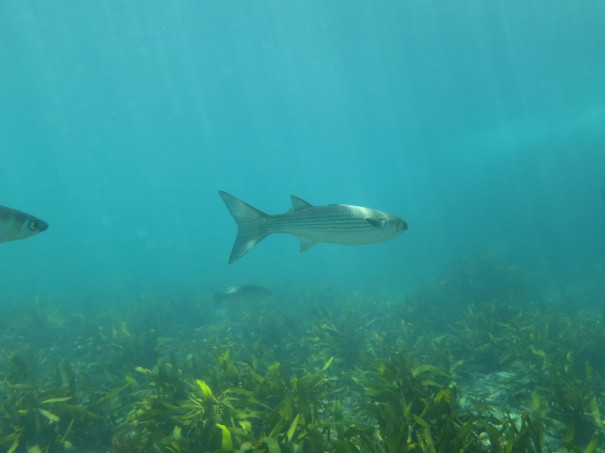 ボラ目 ダツ目 キンメダイ目 マトウダイ目の仲間 千葉のダイビングポイントで見られる水中生物 かめはうす 千葉県勝浦市でダイビング シュノーケリングを楽しめるスキューバダイビングショップ