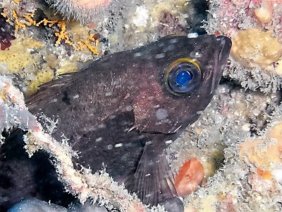 カサゴの仲間１ 千葉のダイビングポイントで見られる水中生物 かめはうす 千葉県勝浦市でダイビング シュノーケルを楽しめるスキューバダイビングショップ