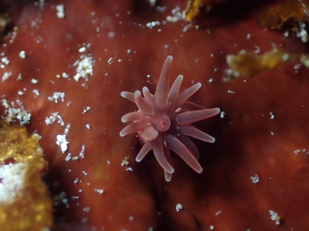 19 2 10 ファンダイビング２ビーチ 鵜原 千葉勝浦 かめはうす 千葉県勝浦市でダイビング シュノーケルを楽しめるスキューバダイビングショップ