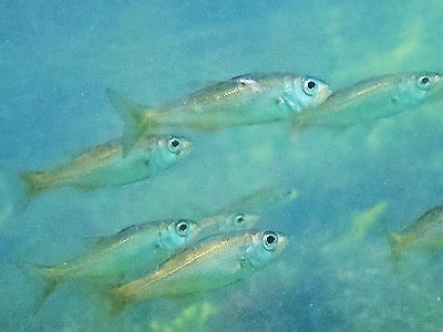 アジの仲間 千葉のダイビングポイントで見られる水中生物 千葉 県勝浦市でダイビング シュノーケリングを楽しめるスキューバダイビングショップ かめはうす