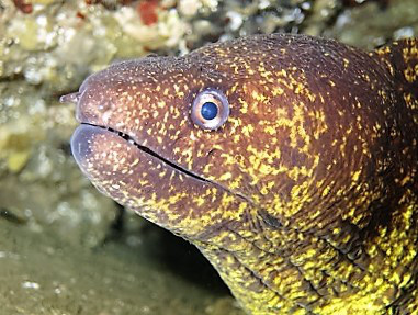 ウツボ アナゴの仲間 千葉のダイビングポイントで見られる水中生物 かめはうす 千葉県勝浦市でダイビング シュノーケルを楽しめるスキューバダイビングショップ