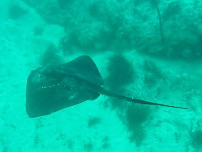 エイの仲間 千葉のダイビングポイントで見られる水中生物 かめはうす 千葉県勝浦市でダイビング シュノーケルを楽しめるスキューバダイビングショップ