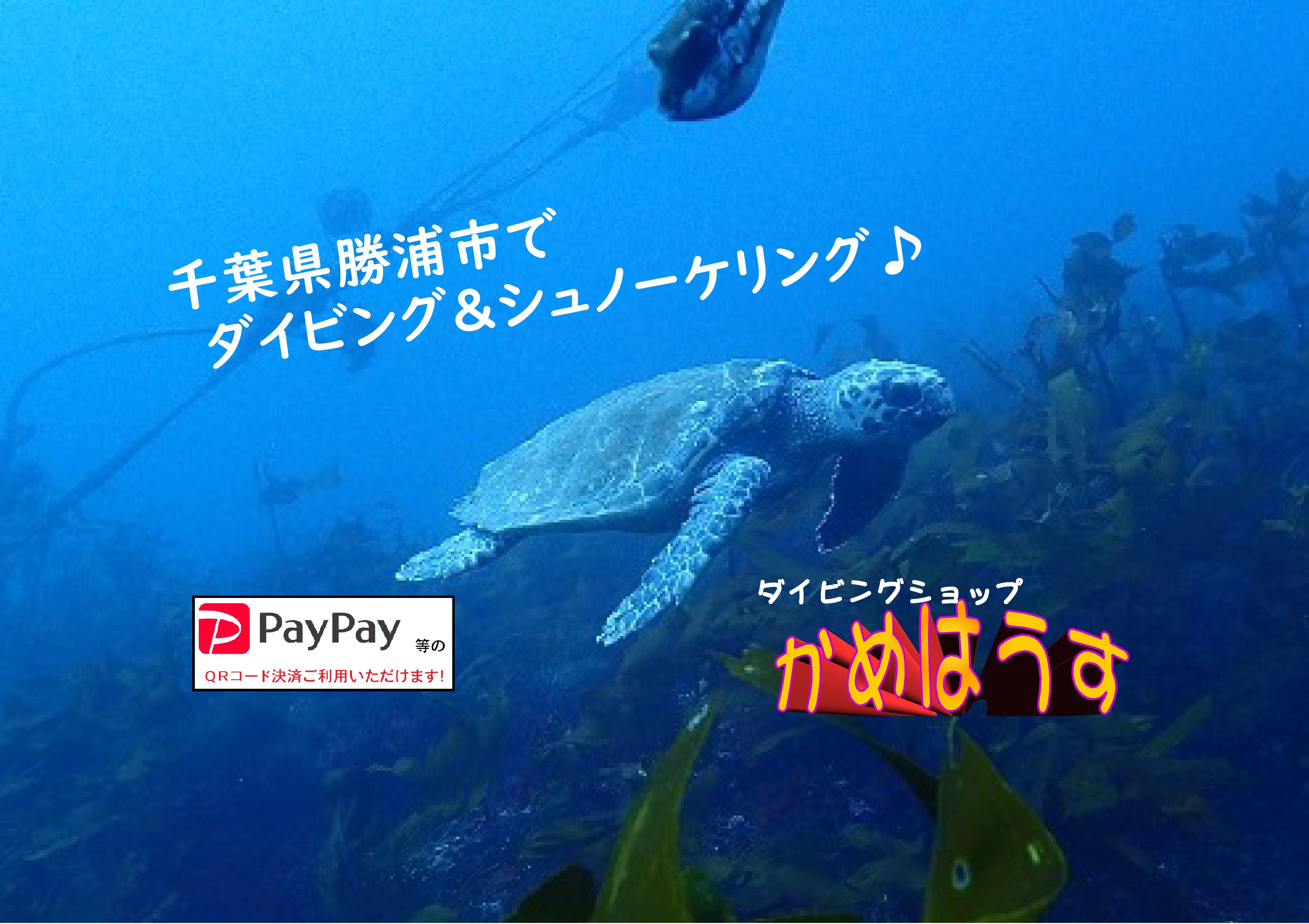 千葉 勝浦のダイビング シュノーケルスポットで見られる生物のご案内 かめはうす 千葉県勝浦市でダイビング シュノーケル を楽しめるスキューバダイビングショップ