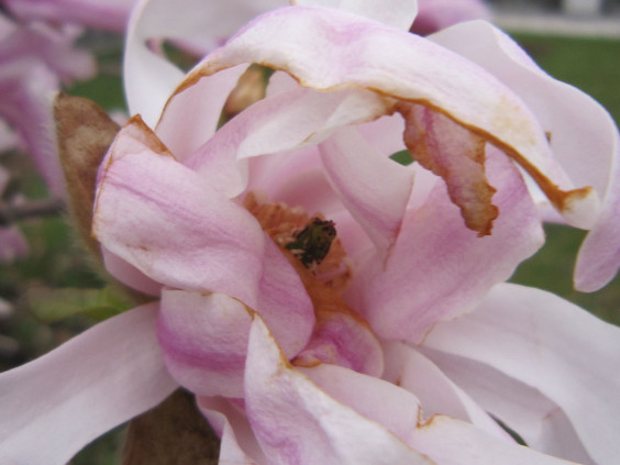 枯れた萎れた落ちた花 フリー画像サイト 枯れた萎れた落ちた花 フリー画像サイト