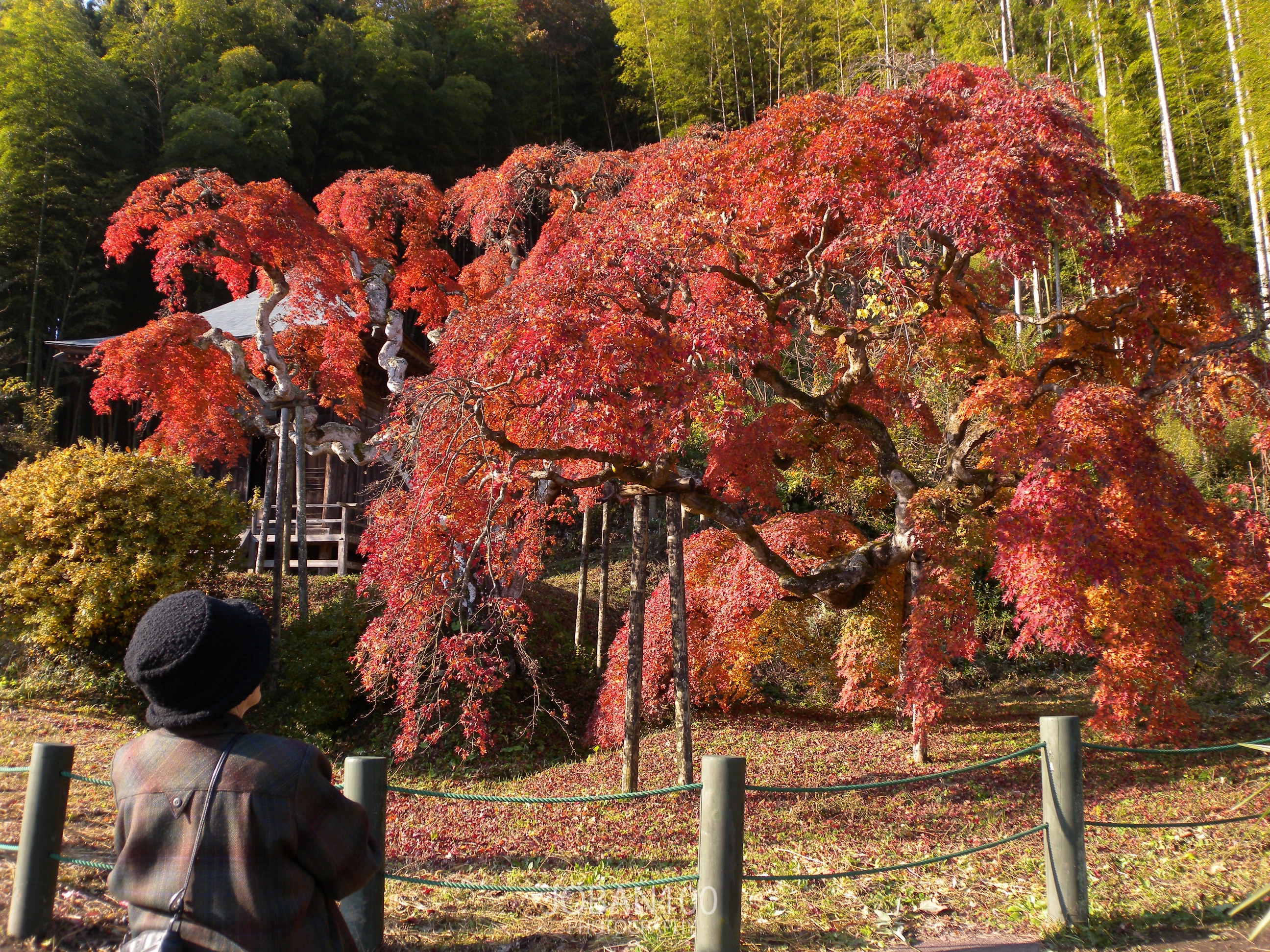 いわき市 中釜戸のシダレモミジ 常磐百景