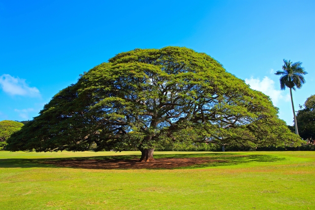 モアナルア・ガーデン | ハワイのおしゃれなウェディングフォト