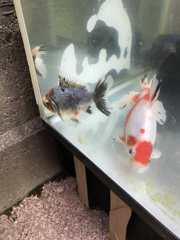 金魚屋あいこさん 小さい金魚