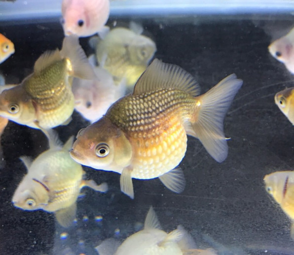 Sakuraさらささん 小さい金魚 Sakuraさらささん 小さい金魚