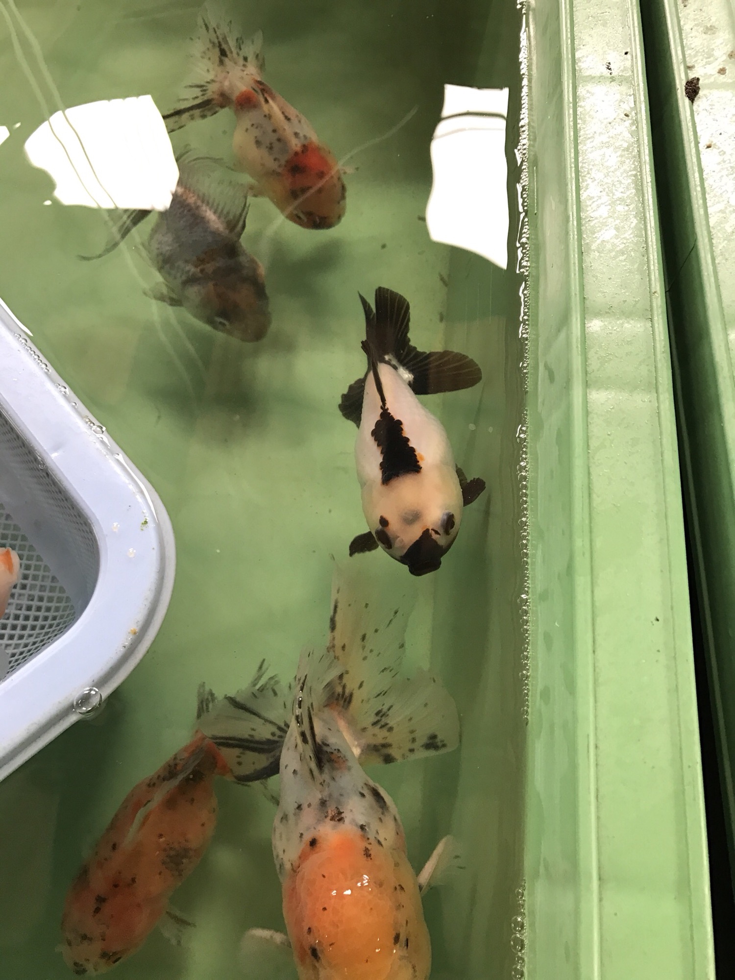 金魚屋うらちゃん＞＞ 愛好家ブリード 極上鈴木東錦 13センチ