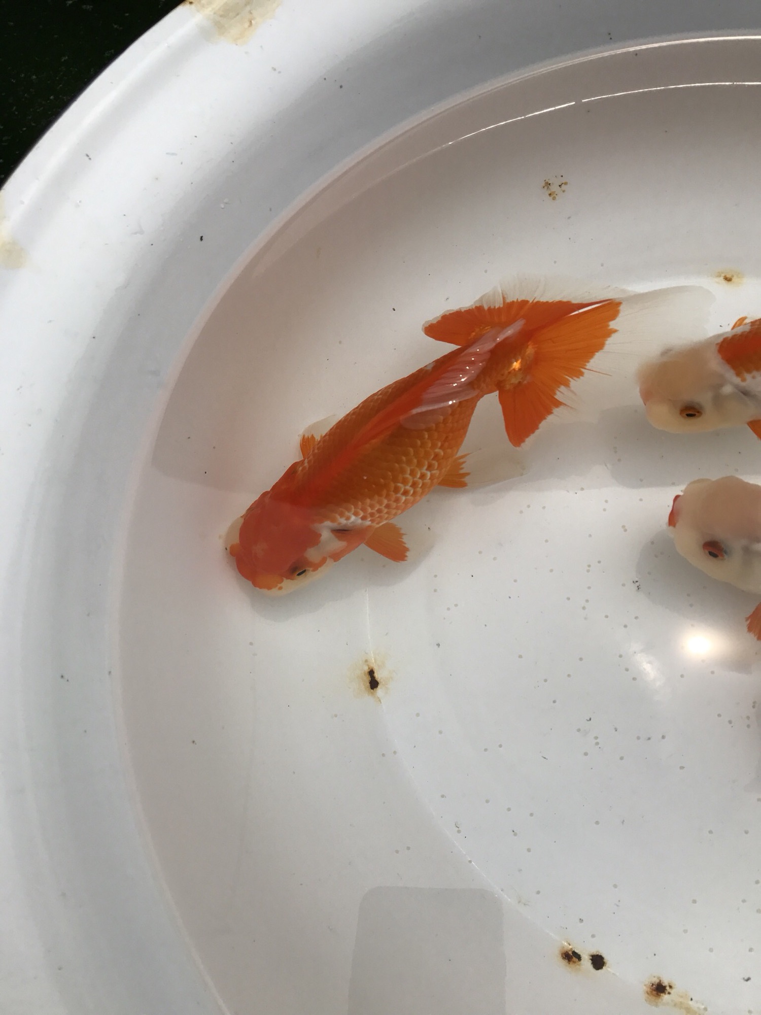 ＜＜金魚屋うらちゃん＞＞　中国産　江戸錦　　１１センチ前後（熊本発） 金魚屋うらちゃんの新着記事｜アメーバブログ（アメブロ）