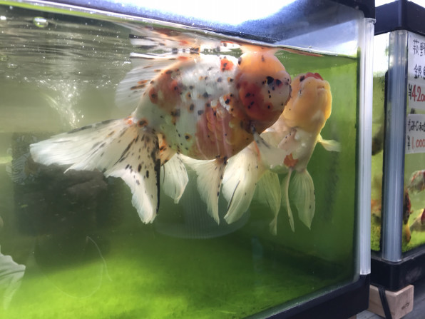 金魚屋あいこさん 小さい金魚