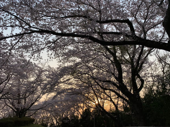 さくらさくらさくら そして梅花の歌３２首 令和 Milkyway In 西千葉