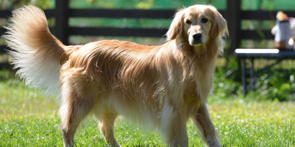 大型犬編 その1 評判のよい動物病院 横浜版