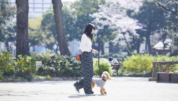 犬の散歩 元ペットショップ店員が教えるペット事情