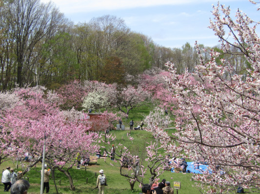平岡梅林公園 山下ぴあの えれくとーん教室 平岡梅林公園 山下ぴあの えれくとーん教室