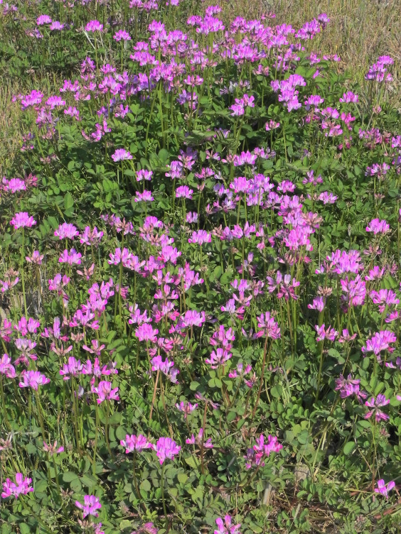 田んぼの所々で蓮華の花が咲いてます 佐々江ささゆりクラブ