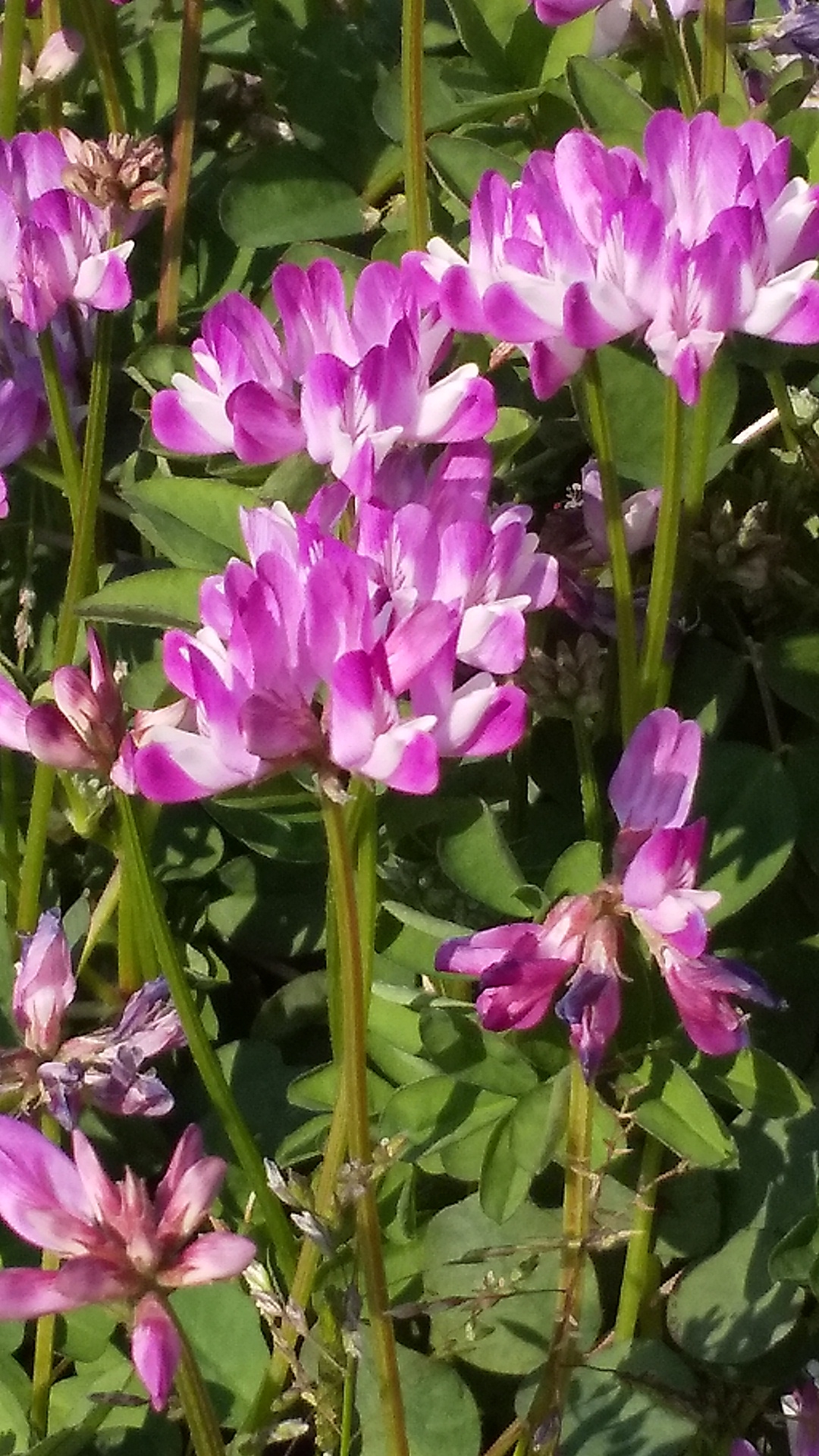 田んぼの所々で蓮華の花が咲いてます！ | 佐々江ささゆりクラブ