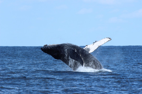 冬の沖縄を楽しむ ホエールウォッチング カップルのための 沖縄旅行パーフェクトガイド 冬の沖縄を楽しむ ホエールウォッチング カップルのための 沖縄旅行パーフェクトガイド