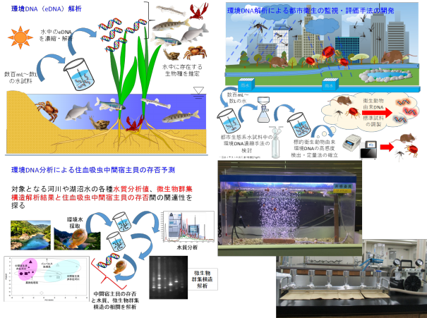 北里大学 医療衛生学部 保健衛生学科 環境衛生学教室 清研究室 lab of environmental hygiene sei lab kitasato univ ameba ownd
