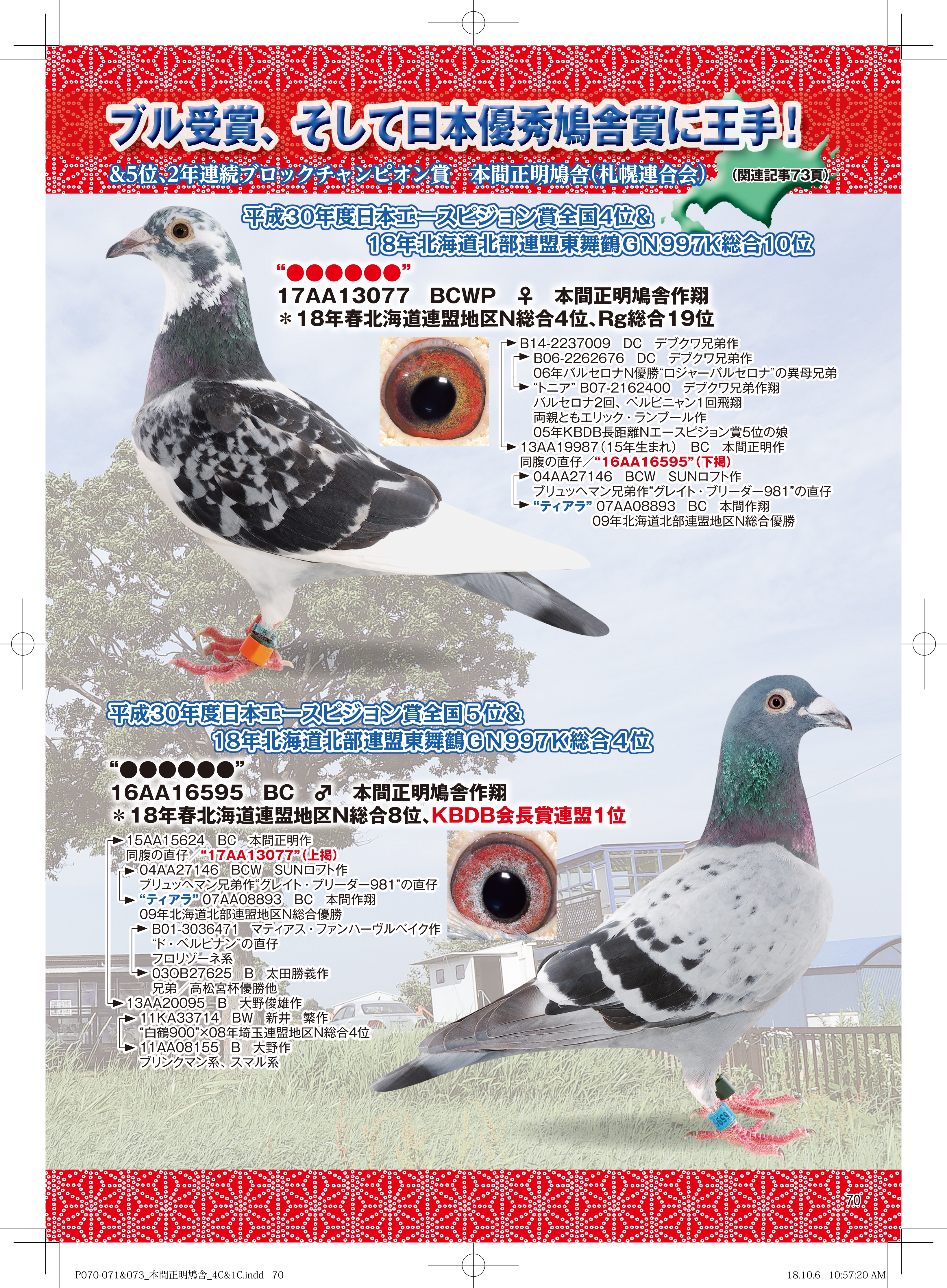 賃貸鳩舎 鳩レース レース鳩