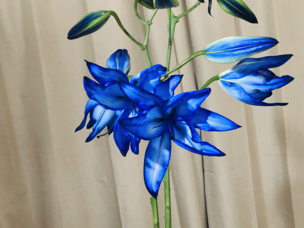 珍しい百合の花 リンパサロン Sincere 珍しい百合の花 リンパサロン Sincere