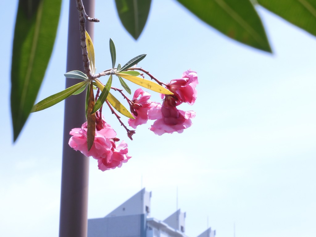 夾竹桃 並木彩時記