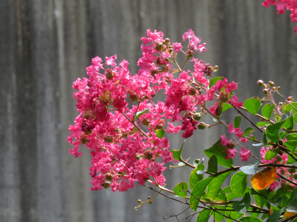 サルスベリの花 並木彩時記