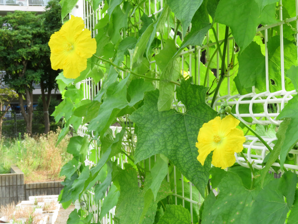 へちまの花 並木彩時記