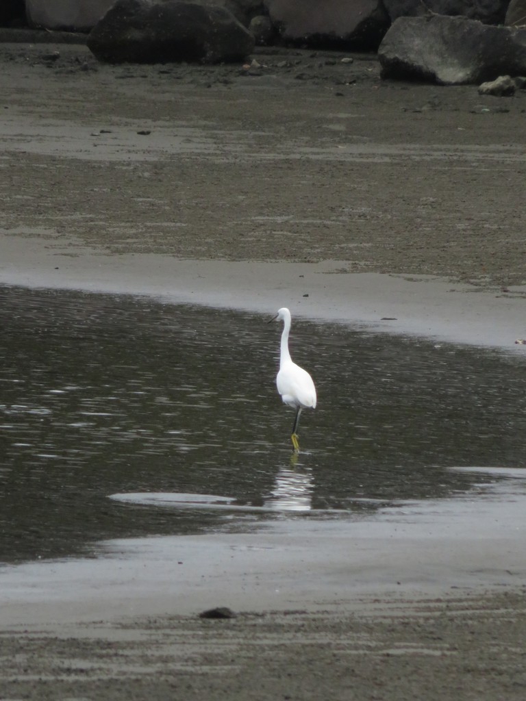 白鷲 3078c1b5af5d74f10502fc66ec6f37